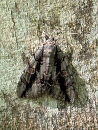 Catocala flebilis