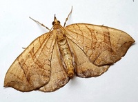 Eulithis gracilineata