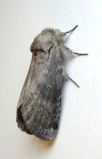 Oedemasia leptinoides