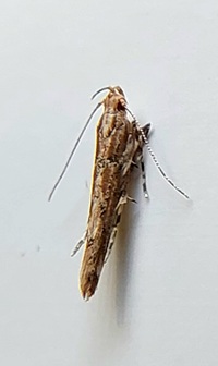 Anatrachyntis badia