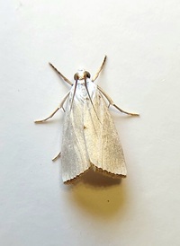 Urola nivalis
