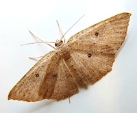 Cyclophora packardi