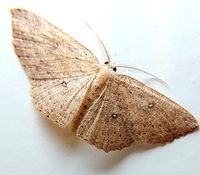 Cyclophora packardi