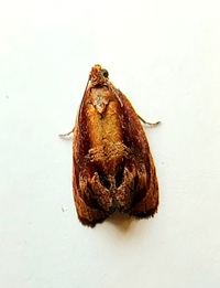 Zomaria rosaochreana