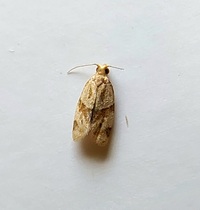 Clepsis peritana