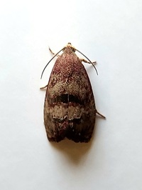 Cydia latiferreana