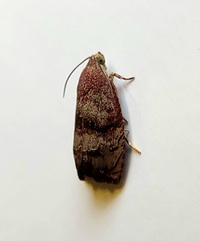 Cydia latiferreana