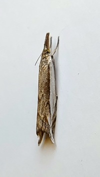 Raphiptera argillaceellus