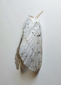 Artace cribrarius