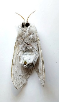 Artace cribrarius