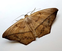 Prochoerodes lineola