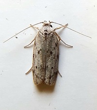 Antaeotricha humilis