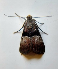 Pococera robustella