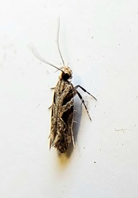 Aristotelia fungivorella