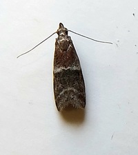 Moodna ostrinella