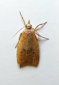 Sparganothoides lentiginosana