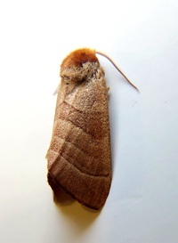 Datana integerrima