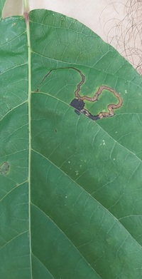 Stigmella rhoifoliella