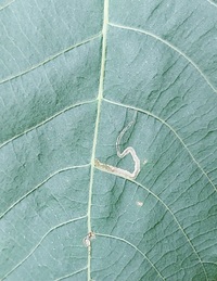 Stigmella caryaefoliella