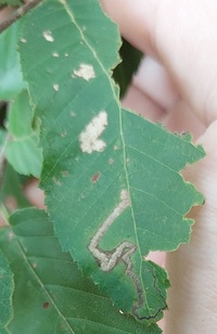 Stigmella corylifoliella