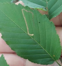 Stigmella corylifoliella
