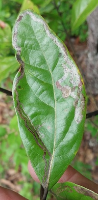Phyllocnistis hyperpersea