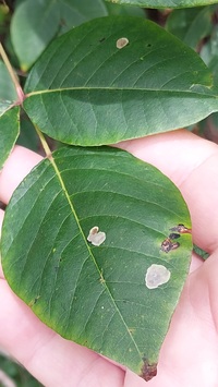 Cameraria guttifinitella