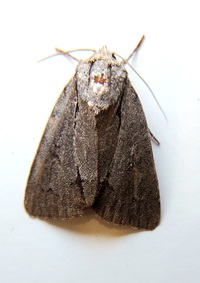 Acronicta tritona