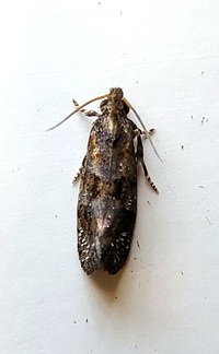 Acrolophus unidentified species