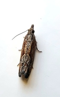 Strepsicrates smithiana