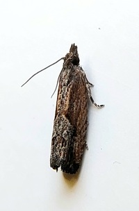 Strepsicrates smithiana