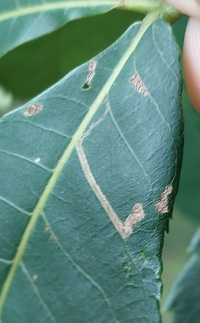 Stigmella new species 2
