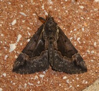 Hypena baltimoralis