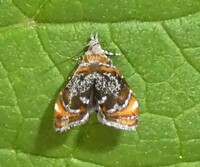 Prochoreutis inflatella