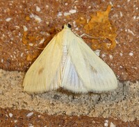 Sitochroa palealis