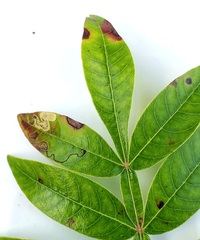 Stigmella intermedia