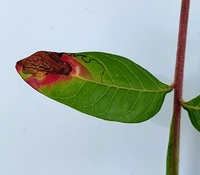 Stigmella intermedia
