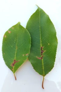 Bucculatrix pomifoliella