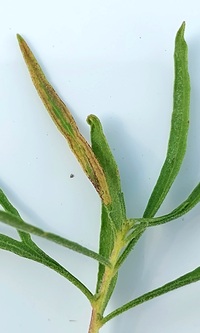 Bucculatrix new species 2 - on Eupatorium compositifolium