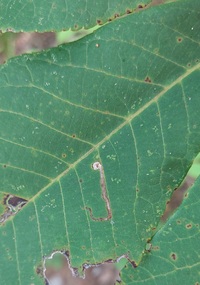 Stigmella caryaefoliella