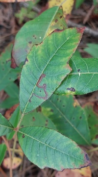 Stigmella rhoifoliella