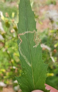 Phyllocnistis insignis