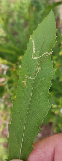 Phyllocnistis insignis