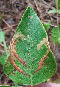 Cosmopterix lespedezae