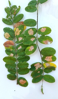 Parectopa robiniella