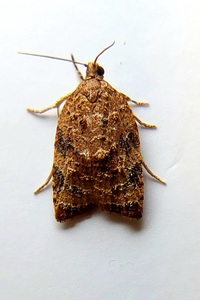Platynota flavedana