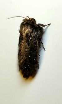 Acrolophus arcanella