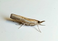 Fissicrambus profanellus
