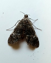 Elophila obliteralis