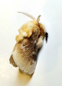 Megalopyge opercularis